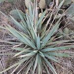 Yucca pallida Hábito