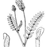 Astragalus leontinus Other