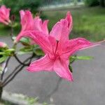 Rhododendron calendulaceum Fleur