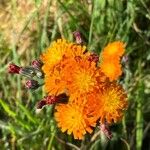 Pilosella aurantiaca Blomma