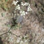 Ptychotis saxifraga 花