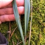 Festuca altissima Leaf