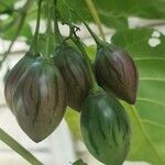 Solanum betaceum Fruit