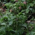 Geum rivale Lorea