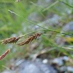 Carex ferruginea Fruit