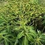 Euphorbia stygiana Fruto