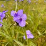 Tradescantia gigantea Цвят