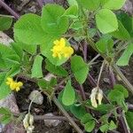 Medicago rigidula Fula