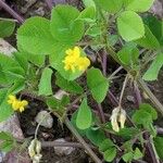 Medicago rigidula Цвят