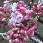 Viburnum × bodnantense Žiedas