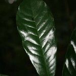 Virola michelii Hoja