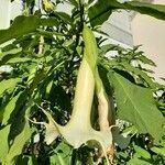 Brugmansia suaveolens Λουλούδι