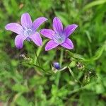 Campanula patulaKvět