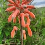 Aloe amudatensis Цветок