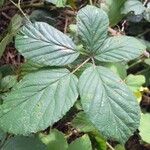 Rubus senticosus Blad