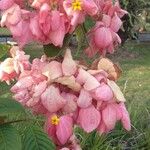 Mussaenda philippica Fuelha