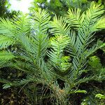 Cephalotaxus harringtonii Yaprak