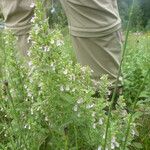 Teucrium scordium Blomma