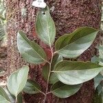 Cryptocarya transversa Hoja