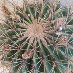 Ferocactus histrix Leht