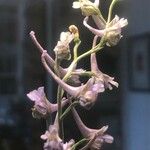 Delphinium gracile Flower