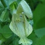 Salvia glutinosa Floro