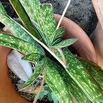 Gasteria excelsa Hostoa