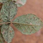 Allophylus africanus Blatt