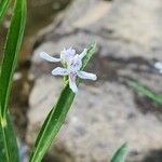 Dianthera americana Flower