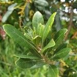 Myrica faya Blad