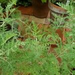 Artemisia afra Leaf