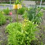 Fritillaria imperialis Natur