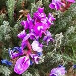 Oxytropis microphylla Цветок