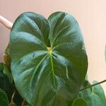 Anthurium nymphaeifolium Frunză