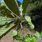 Terminalia argentea Leaf