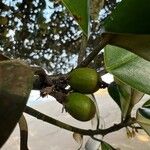 Manilkara obovata Fruit