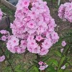 Phlox maculata Flor