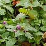 Lamium maculatum Blomst