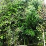 Phyllostachys aureosulcata Habitus