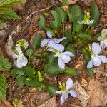 Viola canina Fiore