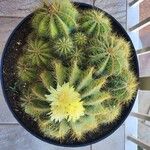 Parodia lenninghausii Fiore