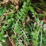 Asplenium fontanum Feuille