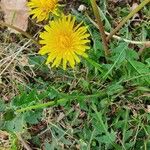 Taraxacum obliquilobum Квітка