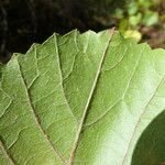 Vitis californica Blatt