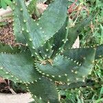 Aloe aculeata Hoja