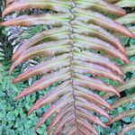 Blechnum cordatum മറ്റ്