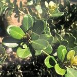 Mimusops caffra Leaf