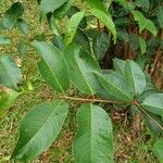 Syzygium grande Hoja