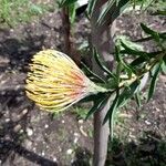 Leucospermum cordifolium Цвят