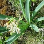 Pancratium illyricum Habit